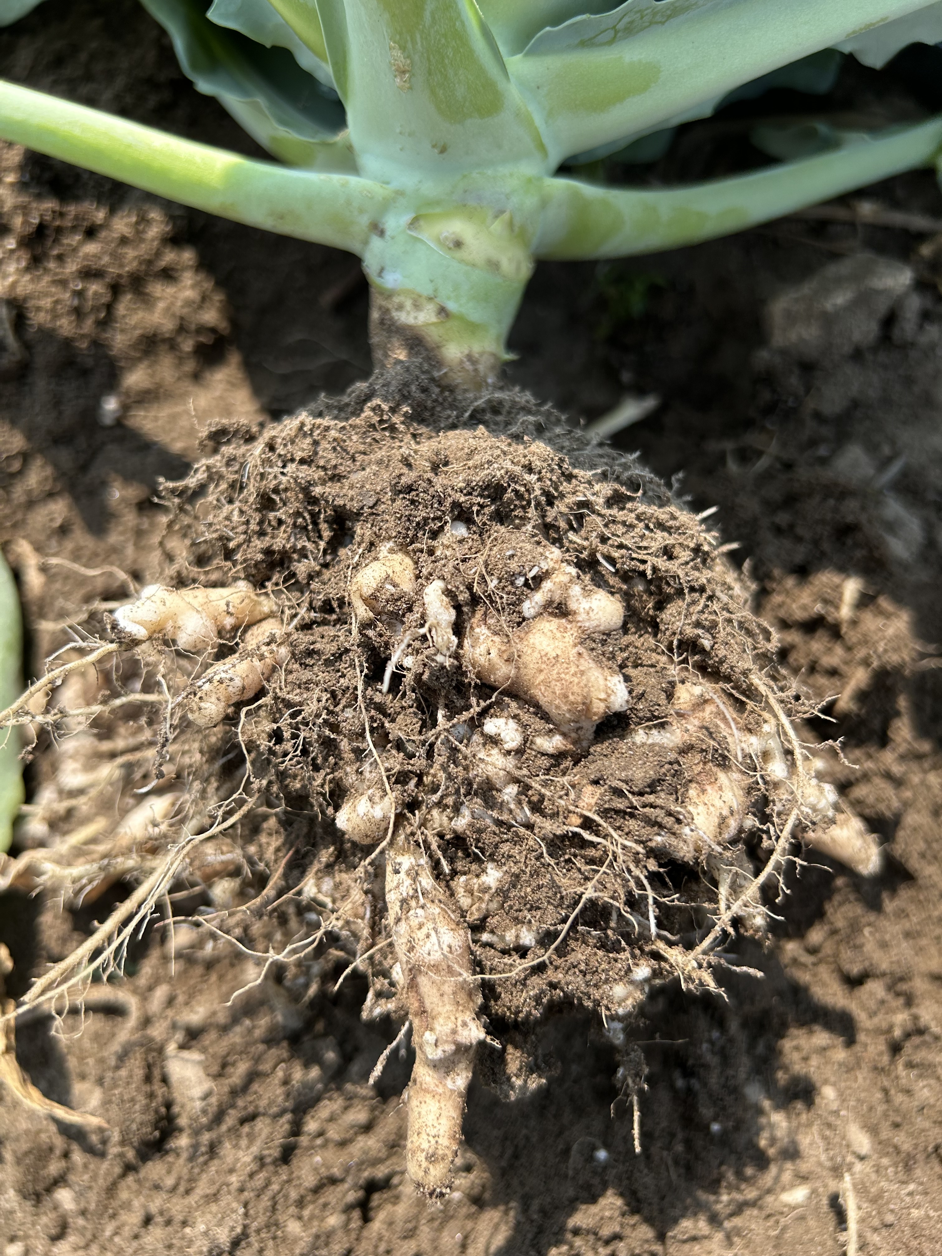 Clubroot symptoms in Brassica.